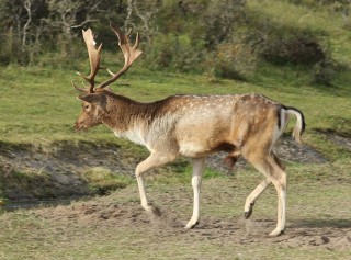 aw-duinen-32